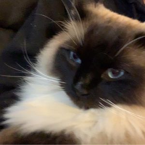 Meet your Posher, Bridget